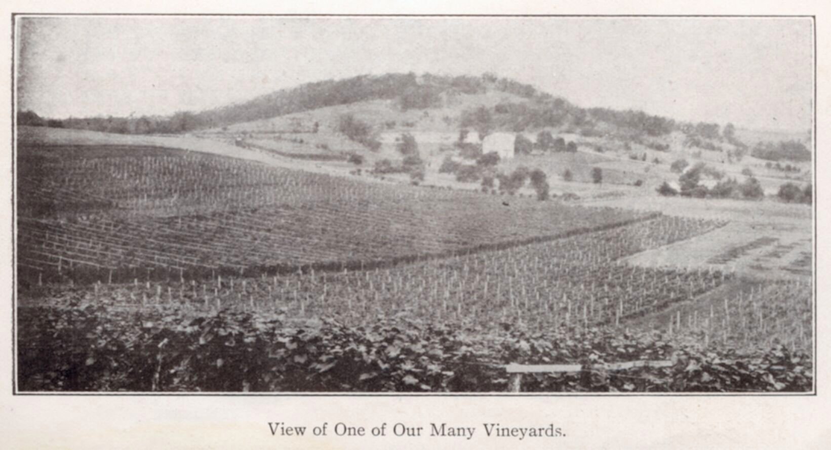 Missouri Winery Image 7